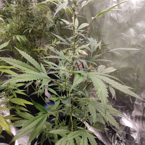Stichy orange XXL growlog timeline photo