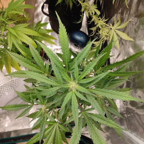 Stichy orange XXL growlog timeline photo