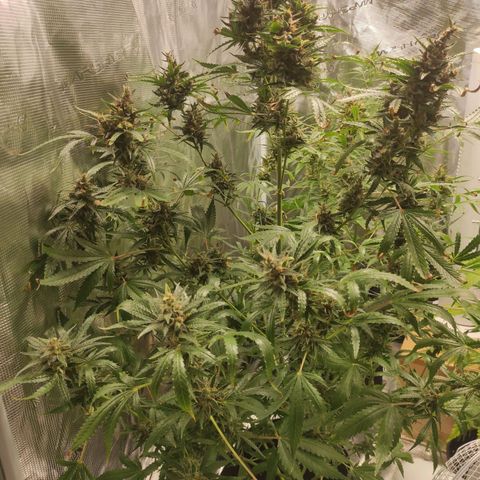 Master Kush Automatic growlog timeline photo