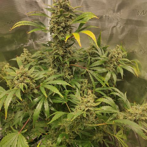 Banana Kush Cake Automatic growlog timeline photo