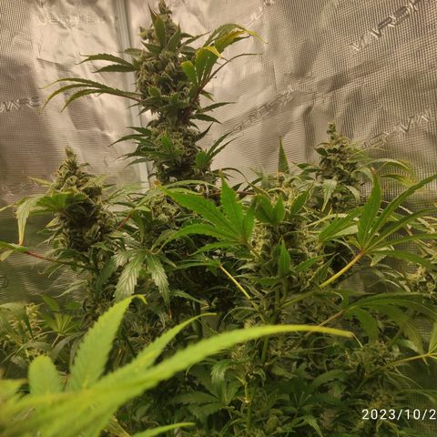 Banana Kush Cake Automatic growlog timeline photo