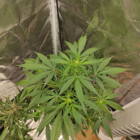 Purple Skunk auto growlog timeline photo
