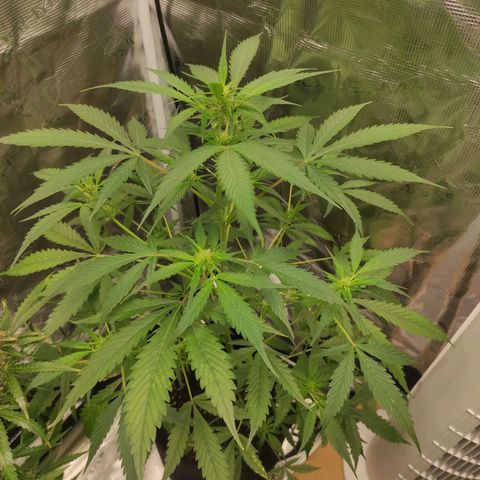Purple Skunk auto growlog timeline photo