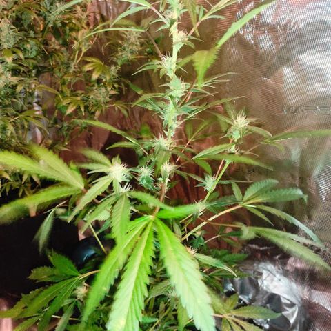 Stichy orange XXL growlog timeline photo