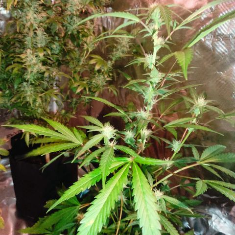 Stichy orange XXL growlog timeline photo