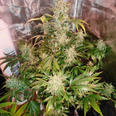 Banana Kush Cake Automatic growlog timeline photo