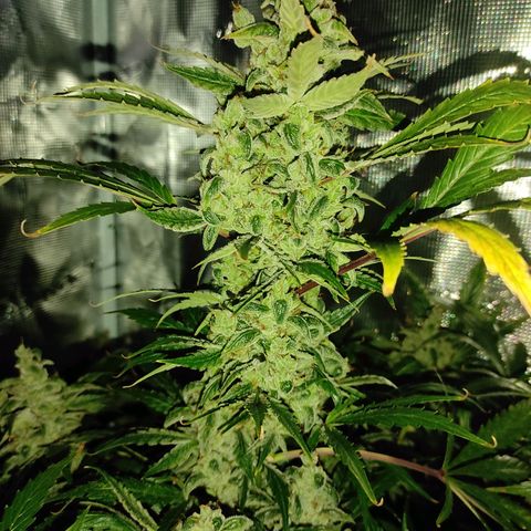 Banana Kush Cake Automatic growlog timeline photo