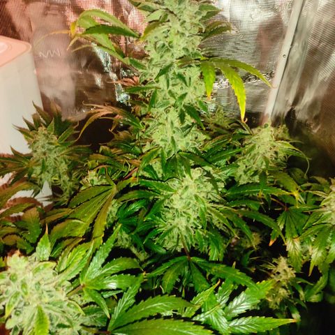 Banana Kush Cake Automatic growlog timeline photo