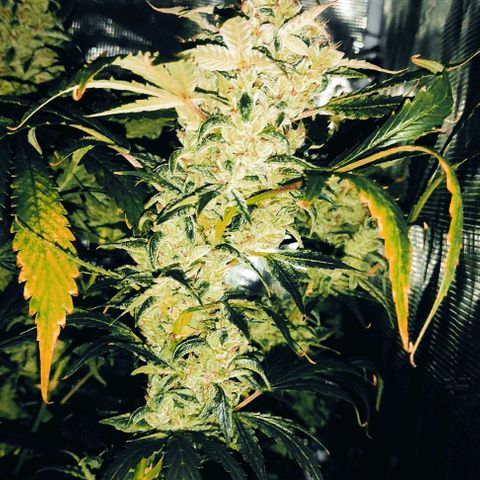 Banana Kush Cake Automatic growlog timeline photo