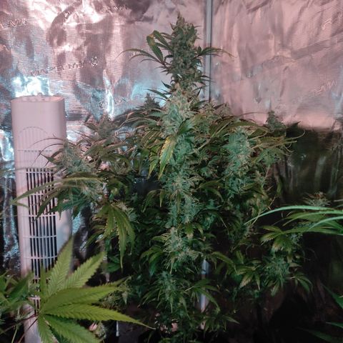 Banana Kush Cake Automatic growlog timeline photo