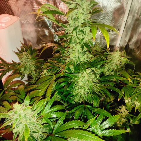 Banana Kush Cake Automatic growlog timeline photo