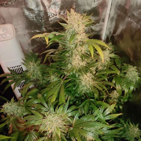 Banana Kush Cake Automatic growlog timeline photo