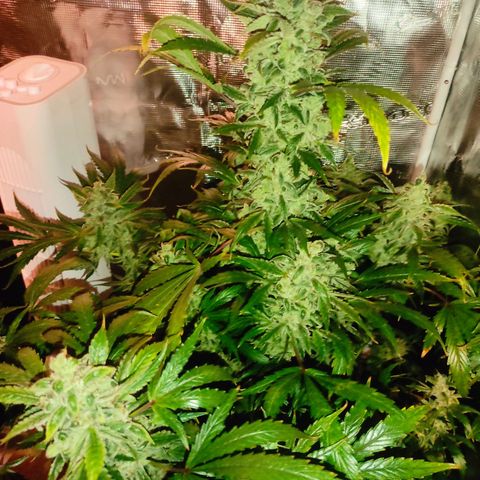 Banana Kush Cake Automatic growlog timeline photo