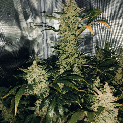 Banana Kush Cake Automatic growlog timeline photo