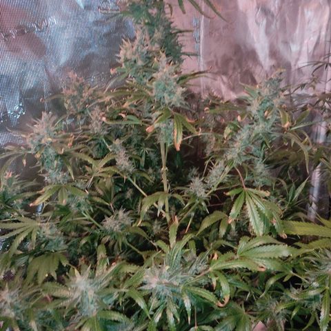 Master Kush Automatic growlog timeline photo