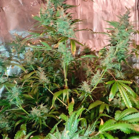 Master Kush Automatic growlog timeline photo