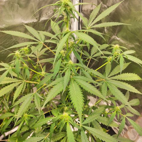 Purple Skunk auto growlog timeline photo