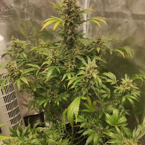 Banana Kush Cake Automatic growlog timeline photo