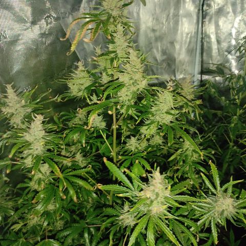 Master Kush Automatic growlog timeline photo