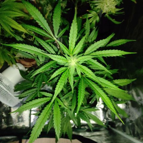 Stichy orange XXL growlog timeline photo