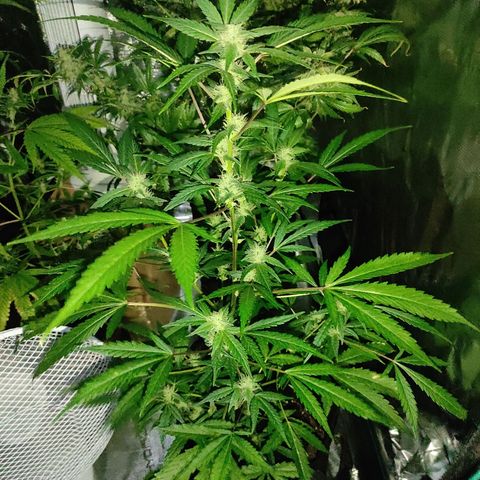 Stichy orange XXL growlog timeline photo