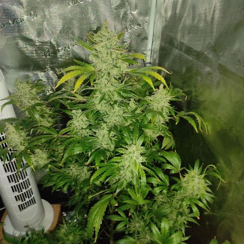 Banana Kush Cake Automatic growlog timeline photo