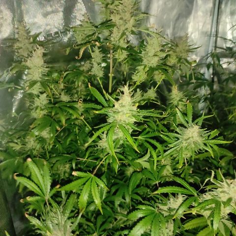 Master Kush Automatic growlog timeline photo