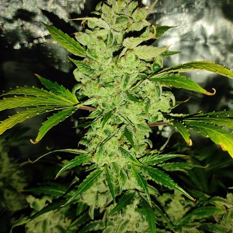 Banana Kush Cake Automatic growlog timeline photo