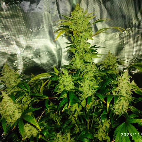 Banana Kush Cake Automatic growlog timeline photo