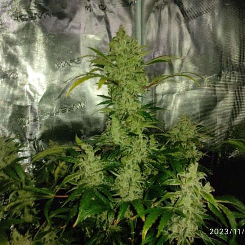 Banana Kush Cake Automatic growlog timeline photo