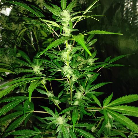 Stichy orange XXL growlog timeline photo