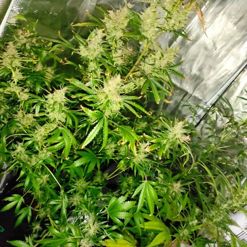 Master Kush Automatic growlog timeline photo