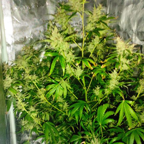 Master Kush Automatic growlog timeline photo