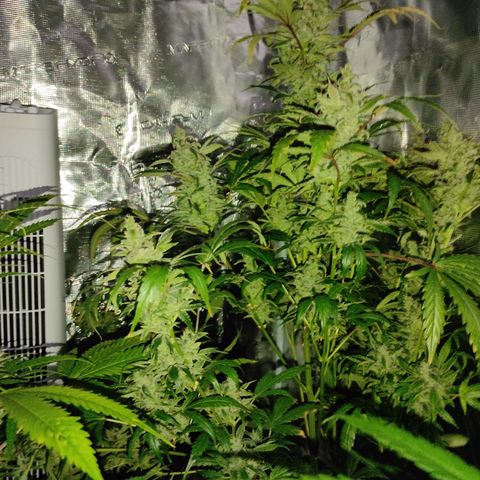 Banana Kush Cake Automatic growlog timeline photo