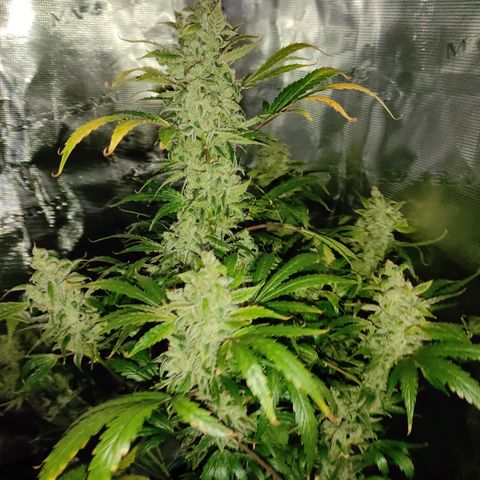Banana Kush Cake Automatic growlog timeline photo