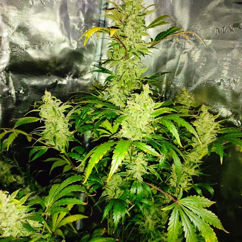 Banana Kush Cake Automatic growlog timeline photo