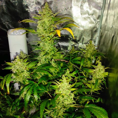 Banana Kush Cake Automatic growlog timeline photo