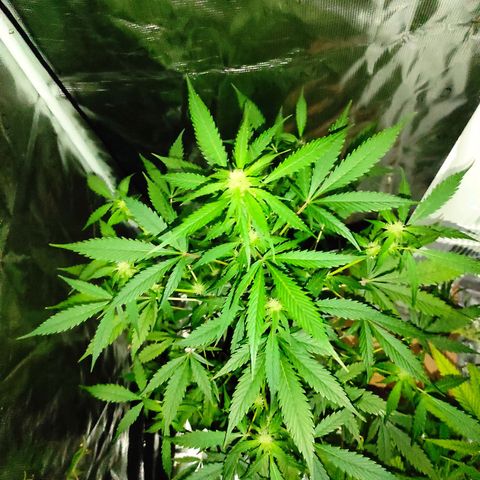 Purple Skunk auto growlog timeline photo