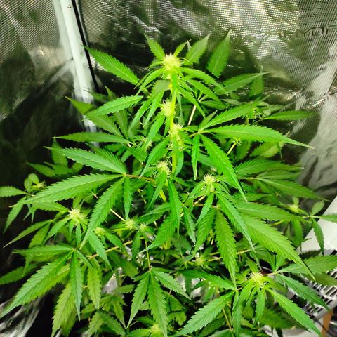 Purple Skunk auto growlog timeline photo