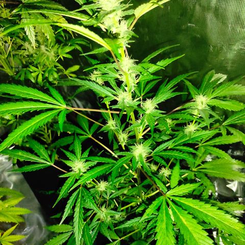 Stichy orange XXL growlog timeline photo