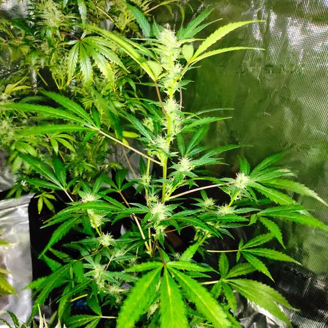 Stichy orange XXL growlog timeline photo