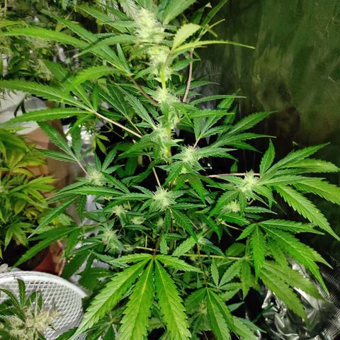 Stichy orange XXL growlog timeline photo