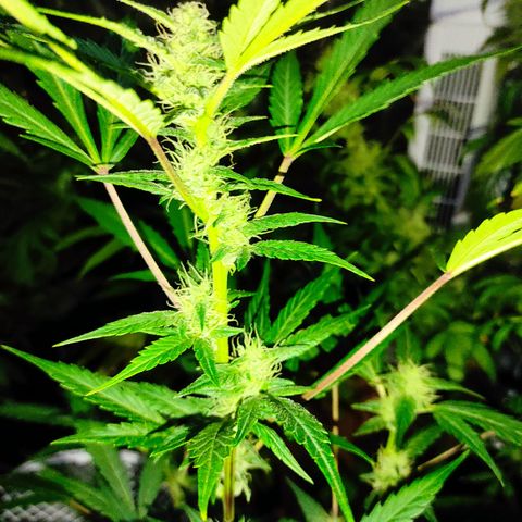 Stichy orange XXL growlog timeline photo