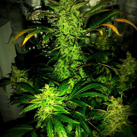 Banana Kush Cake Automatic growlog timeline photo