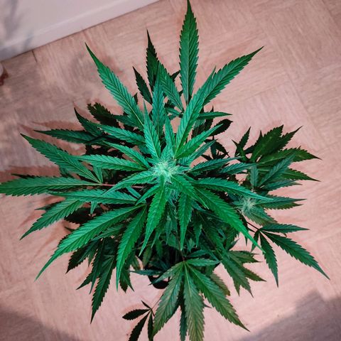 Stichy orange XXL growlog timeline photo
