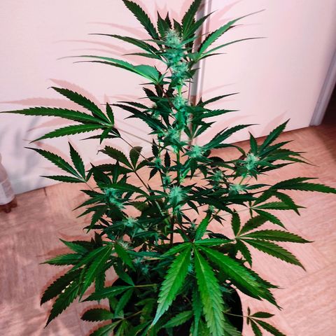 Stichy orange XXL growlog timeline photo