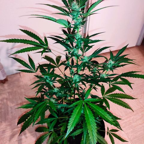Stichy orange XXL growlog timeline photo
