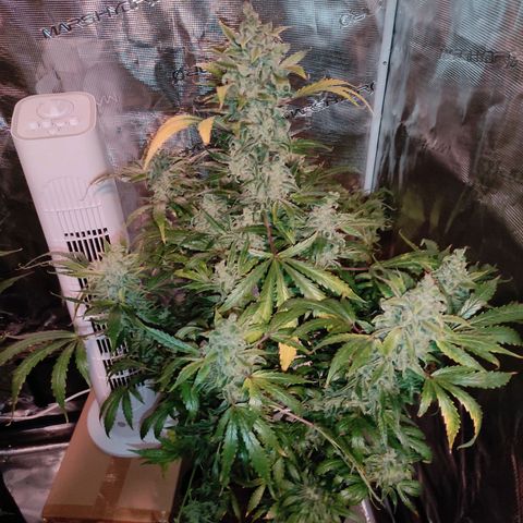 Banana Kush Cake Automatic growlog timeline photo