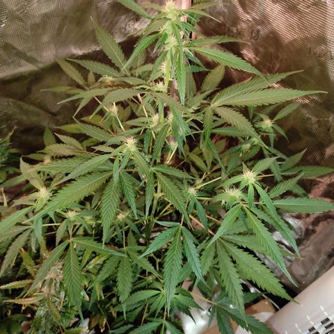 Purple Skunk auto growlog timeline photo