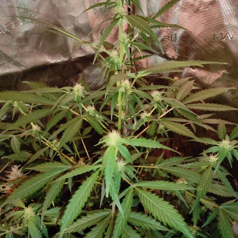 Purple Skunk auto growlog timeline photo